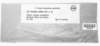 Puccinia eriophori image